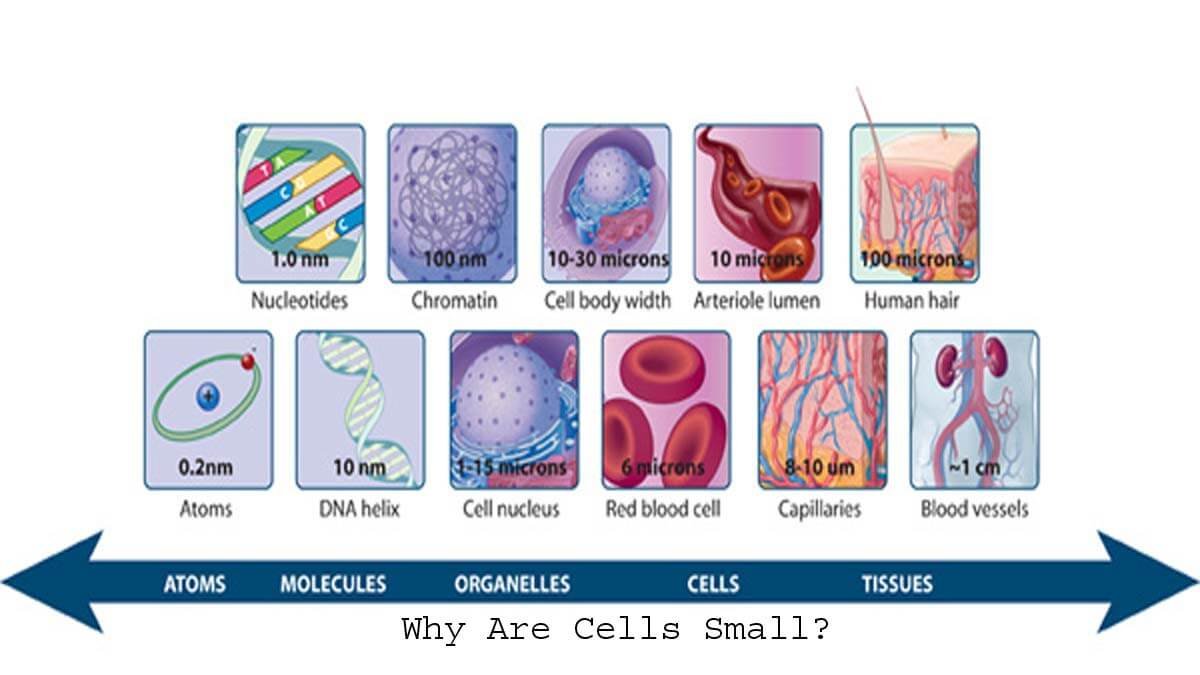 Why Are Cells Small?
